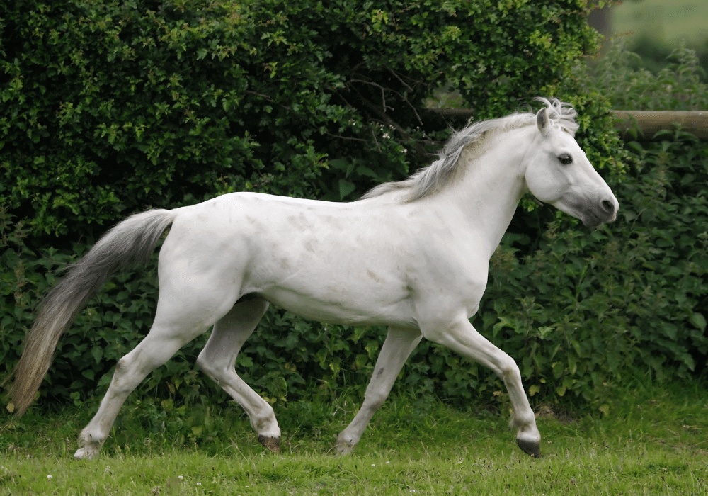 Causes of Lameness in Horses
